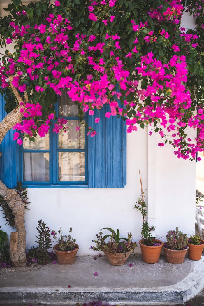 our-story Beautiful blooming bougainvillea over a window in a Mediterranean garden setting.