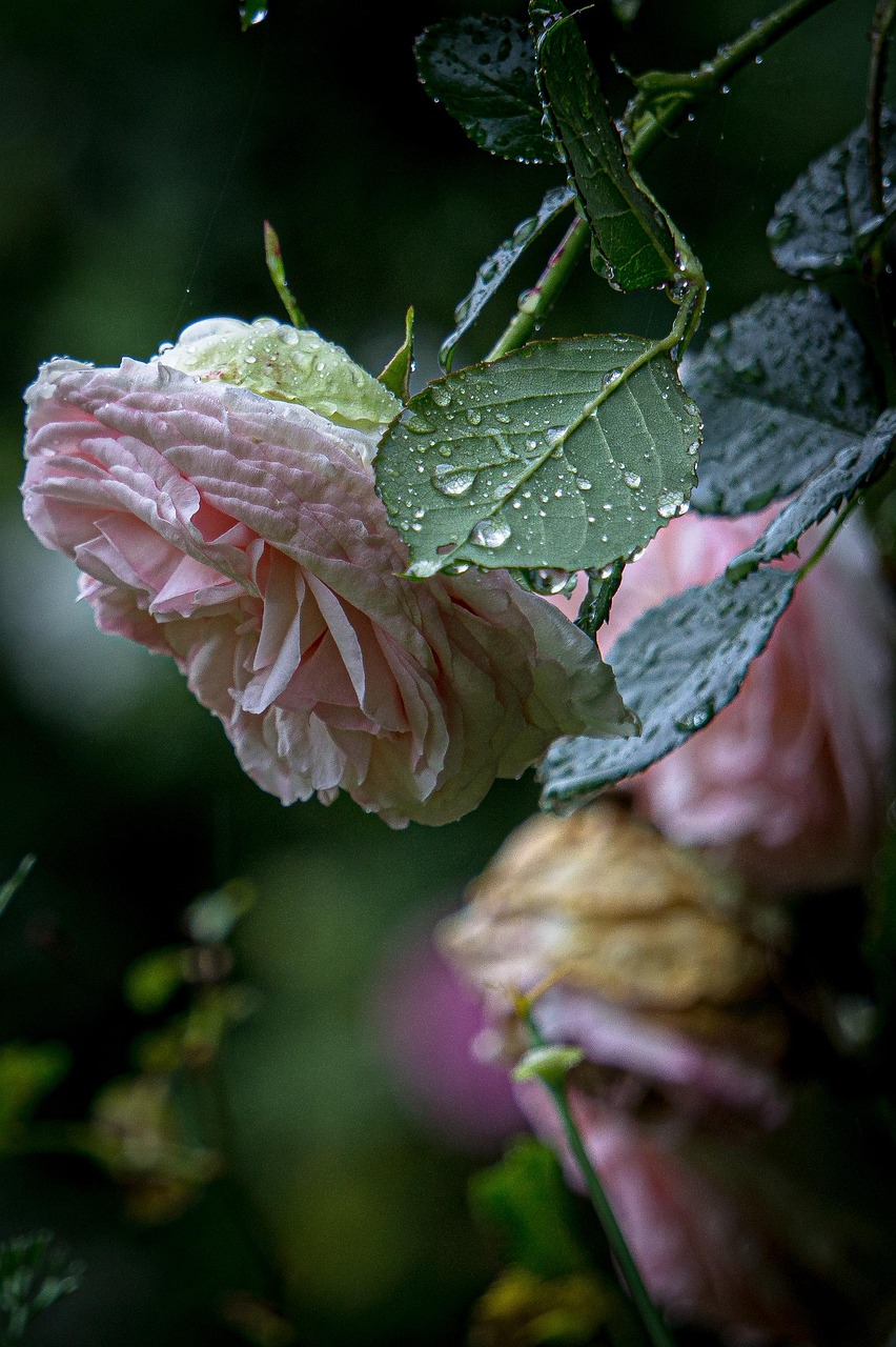 pink, roses, rain, flowers, beautiful flowers, flower background, spring, nature, garden, flower wallpaper