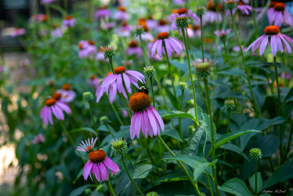 purple cornflowers